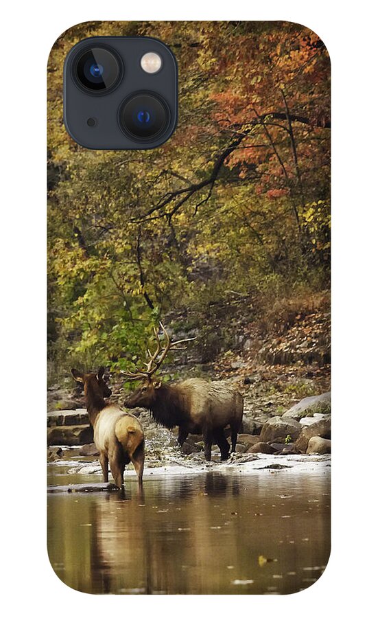 Bull Elk iPhone 13 Case featuring the photograph Bull and Cow Elk in Buffalo River Crossing by Michael Dougherty