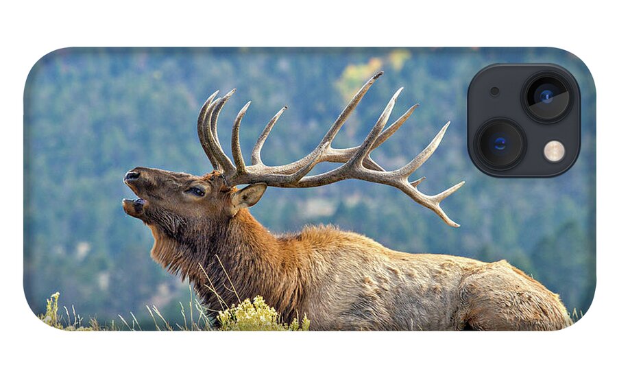 Bugle iPhone 13 Case featuring the photograph Bull Elk Bugling by Wesley Aston