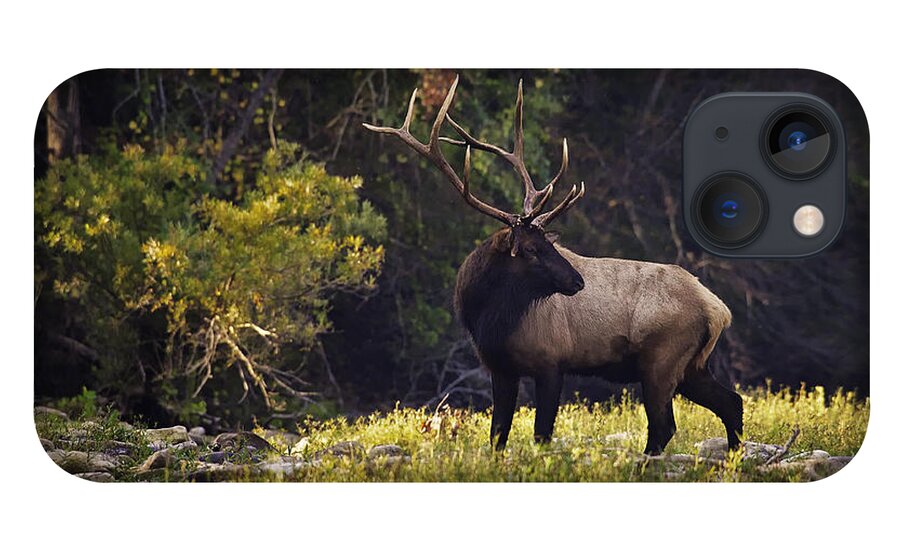 Bull Elk iPhone 13 Case featuring the photograph Bull Elk Checking for Competition by Michael Dougherty