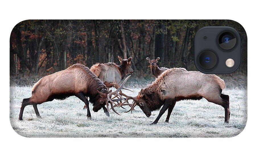 Bull Fight iPhone 13 Case featuring the photograph Bull Elk Fighting in Boxley Valley by Michael Dougherty