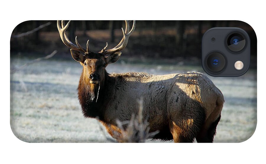 Bull Elk iPhone 13 Case featuring the photograph Bull Elk in Frosty Field by Michael Dougherty