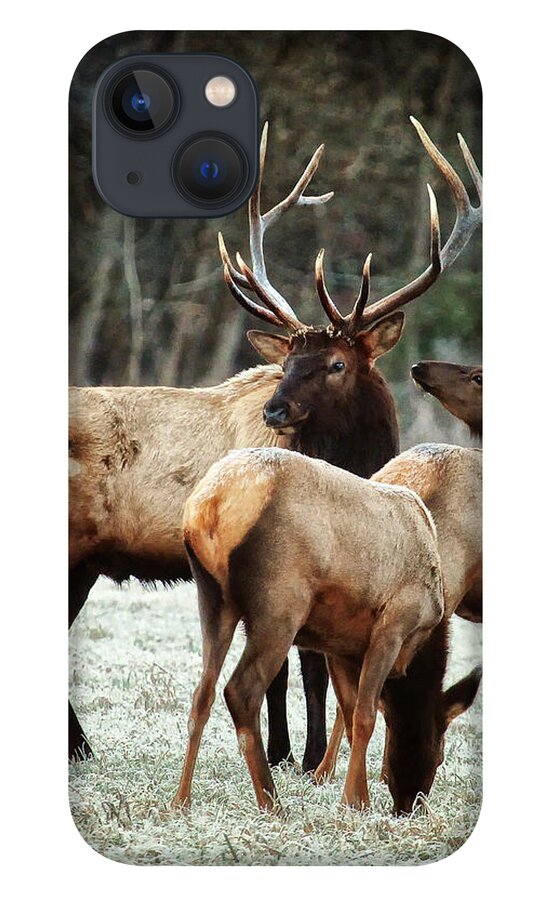 Bull Elk iPhone 13 Case featuring the photograph Bull Elk with Cows in the Late Rut by Michael Dougherty