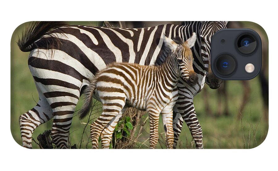 Mp iPhone 13 Case featuring the photograph Burchells Zebra Equus Burchellii Mother by Suzi Eszterhas