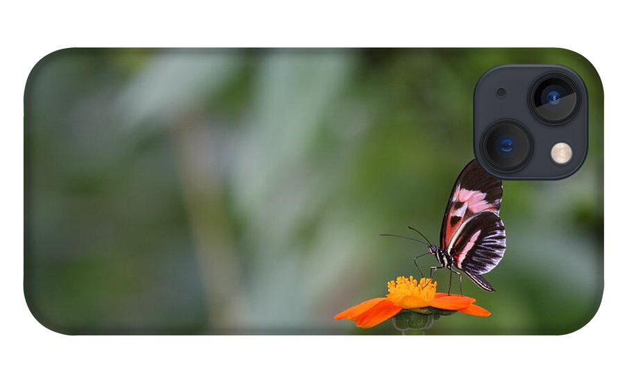 Butterfly iPhone 13 Case featuring the photograph Butterfly 16 by Michael Fryd