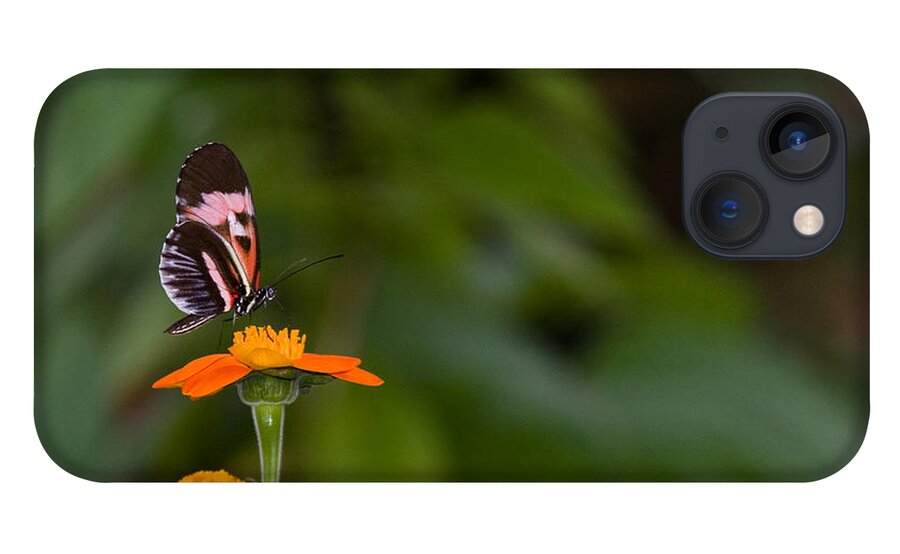 Butterfly iPhone 13 Case featuring the photograph Butterfly 26 by Michael Fryd