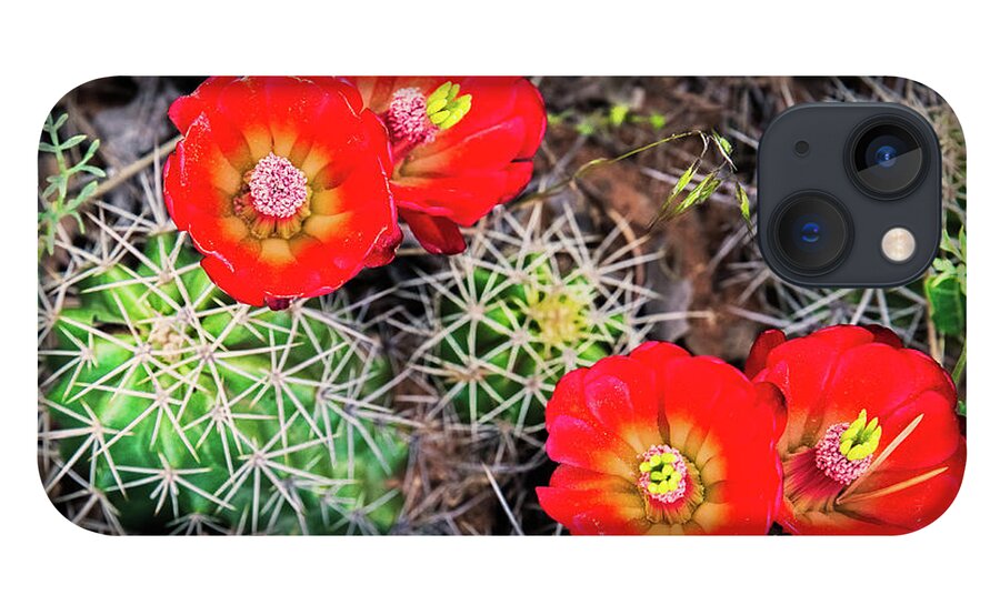 Amaizing iPhone 13 Case featuring the photograph Cactus Bloom by Edgars Erglis