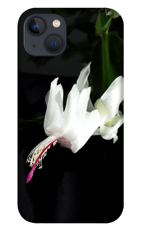 Christmas Cactus iPhone 13 Case featuring the photograph Cactus Drama by Judith Rhue