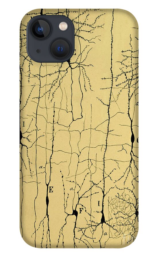 Science iPhone 13 Case featuring the photograph Cajal Drawing of Microscopic Structure of the Brain 1904 by Science Source