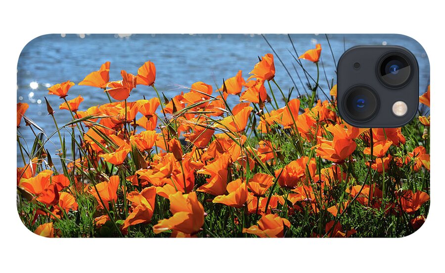 Wildflowers iPhone 13 Case featuring the photograph California Poppies by Richardson Bay by Brian Tada