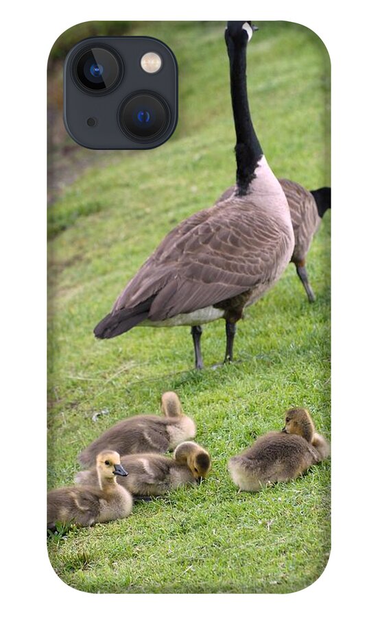 Canada Geese Photographs iPhone 13 Case featuring the photograph Canada Geese 355 by Joyce StJames