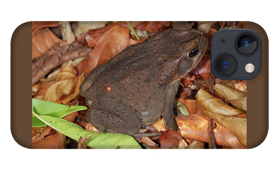Bufo Marinos iPhone 13 Case featuring the photograph Cane Toad by Breck Bartholomew