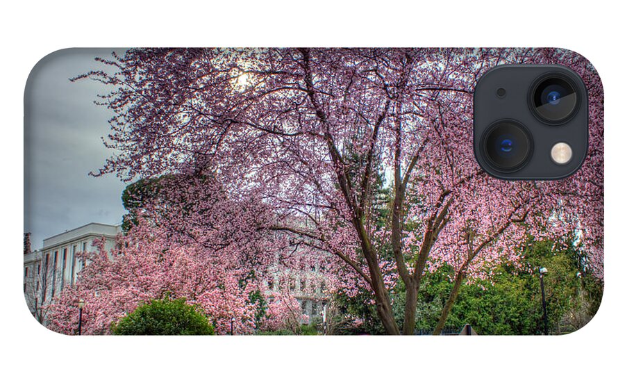 Lavendar iPhone 13 Case featuring the photograph Capitol Tree by Randy Wehner