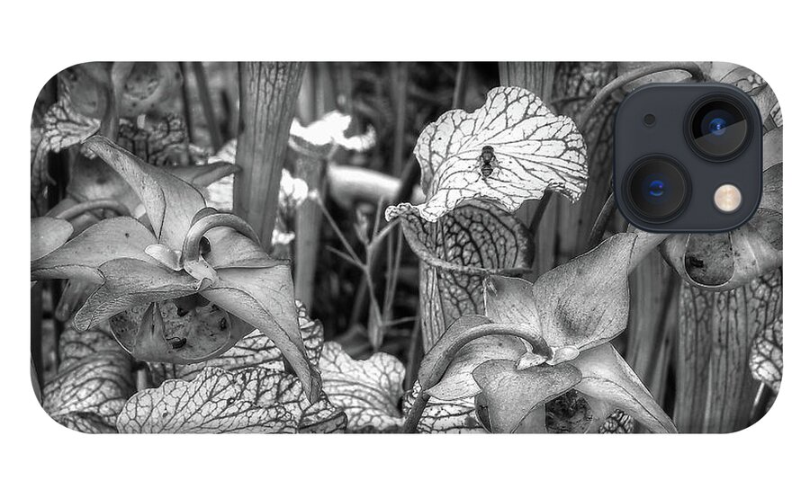 Carnivorous iPhone 13 Case featuring the photograph Carnivorous Plants Monochrome by Jeff Townsend