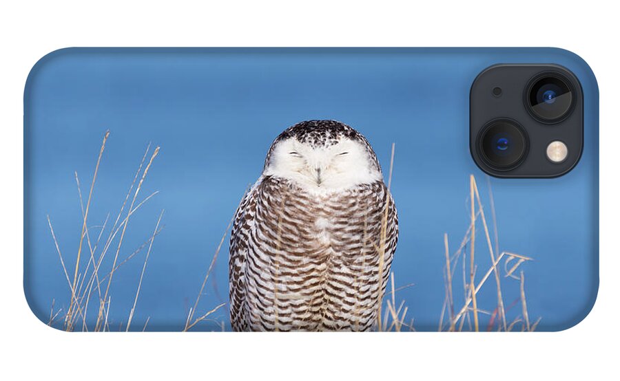 Snowy Owl Snowyowl Owls Bird Ornithology Outside Outdoors Nature Natural Wild Life Wildlife Atlantic Ocean Providence Ri Rhodeisland Rhode Island Newengland New England Brian Hale Brianhalephoto Centered Winter Snow iPhone 13 Case featuring the photograph Centered Snowy Owl by Brian Hale