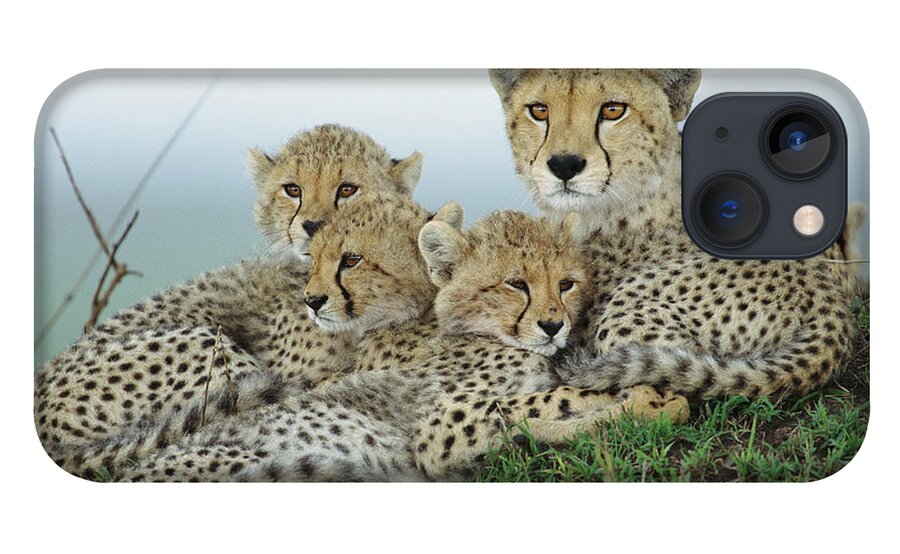 00345011 iPhone 13 Case featuring the photograph Cheetah And Her Cubs by Yva Momatiuk John Eastcott