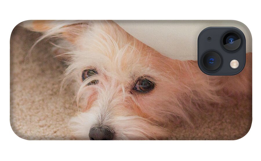 Rescue Dog iPhone 13 Case featuring the photograph Chica in Hiding by E Faithe Lester