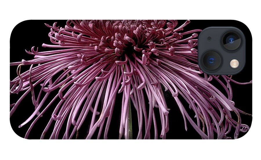 Flower iPhone 13 Case featuring the photograph Chrysanthemum 'Seaton's Galaxy' by Ann Jacobson