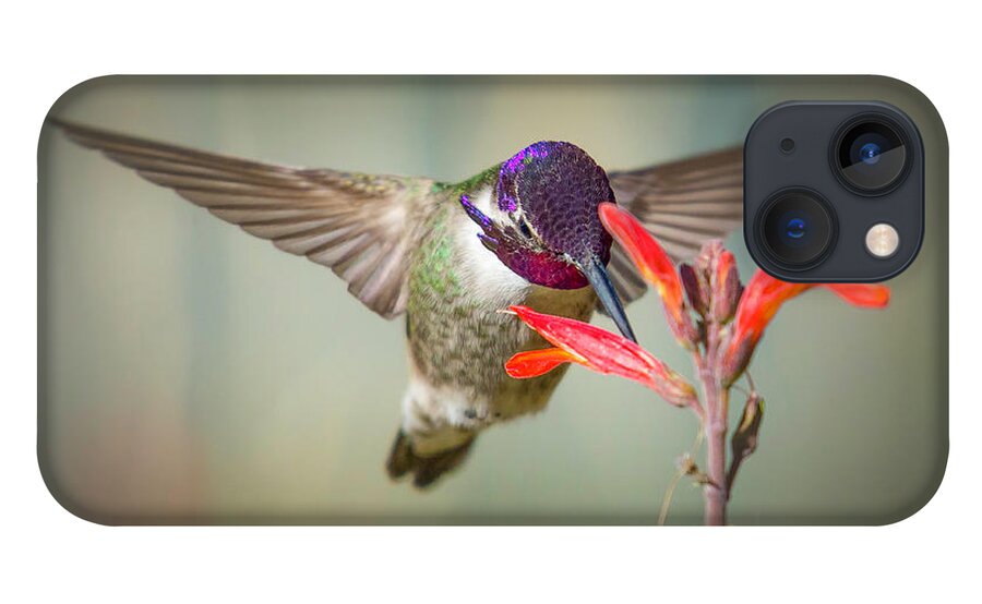 Bird iPhone 13 Case featuring the photograph Chuparosa Nectaring by Lisa Manifold