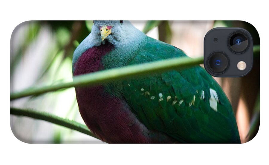 Wild Birds iPhone 13 Case featuring the photograph Color me Plump by Aaron Potts