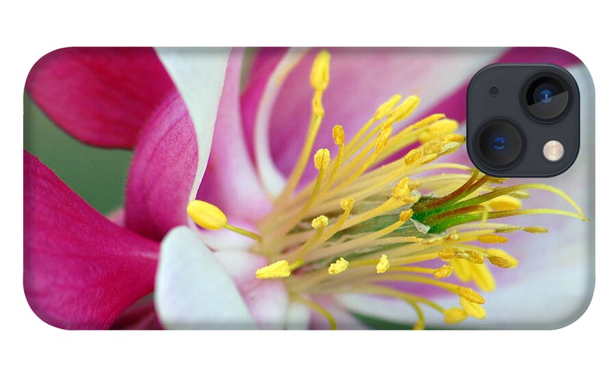 Columbine iPhone 13 Case featuring the photograph Columbine Flower 2 by Amy Fose