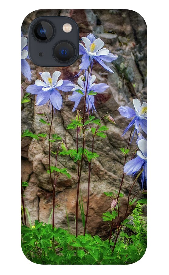  iPhone 13 Case featuring the photograph Columbines #1 by John Strong