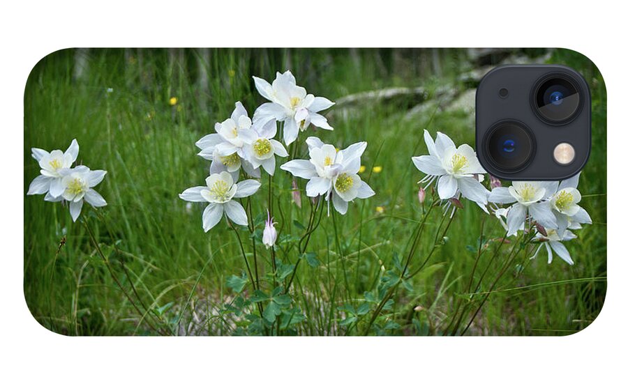  iPhone 13 Case featuring the photograph Columbines #3 by John Strong