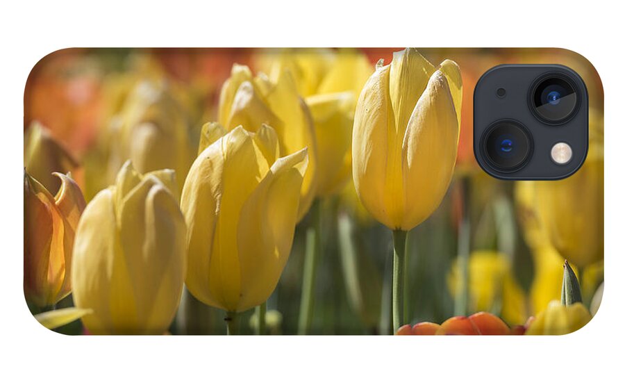Tulipa iPhone 13 Case featuring the photograph Coming up Tulips by Jeanne May