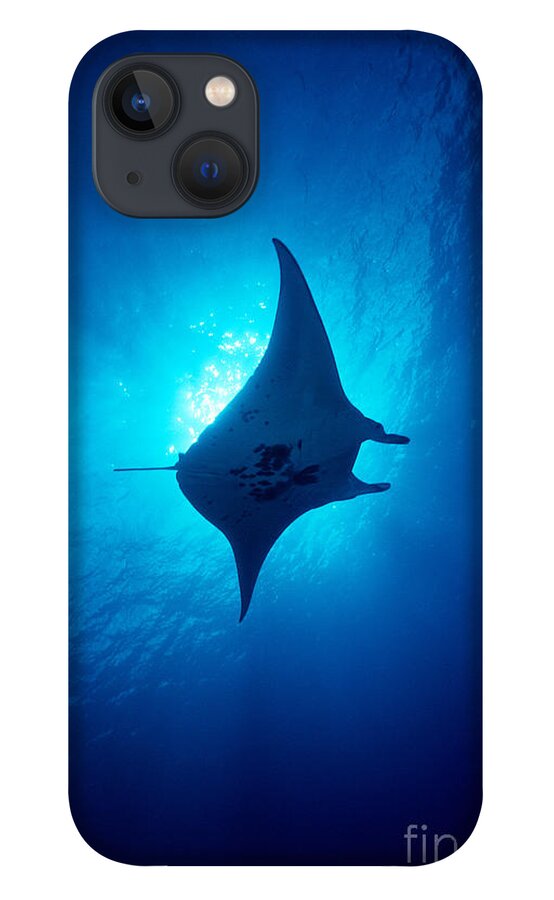 A86b iPhone 13 Case featuring the photograph Common Manta Ray by Ed Robinson - Printscapes