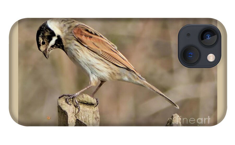 Bird iPhone 13 Case featuring the photograph Common Reed Bunting by Baggieoldboy
