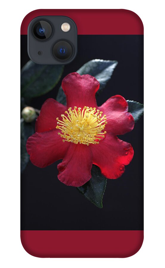 Camellia iPhone 13 Case featuring the photograph Cookie Cutter Camellia by Tammy Pool