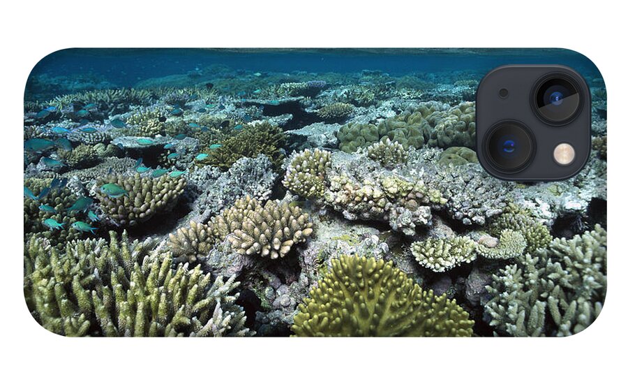 00129668 iPhone 13 Case featuring the photograph Corals Shallows Great Barrier Reef by Flip Nicklin