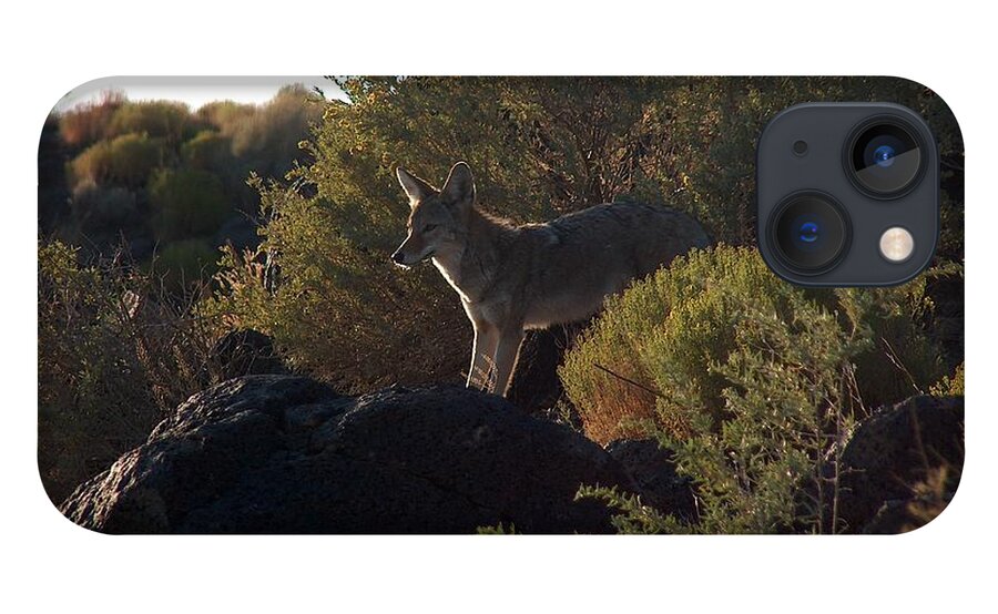 Coyote iPhone 13 Case featuring the photograph Coyote at the Petrogyphs 2 by Tim McCarthy