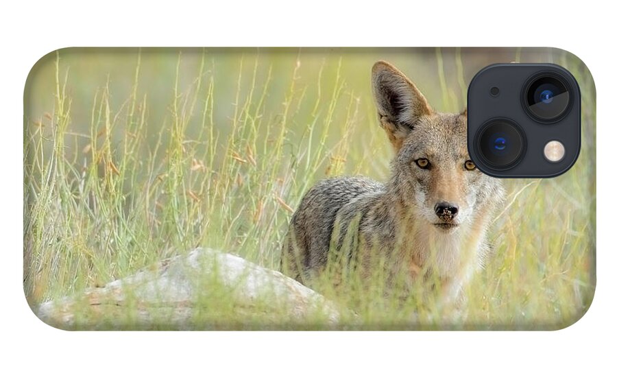Coyote iPhone 13 Case featuring the photograph Coyote Gazing by Lisa Manifold
