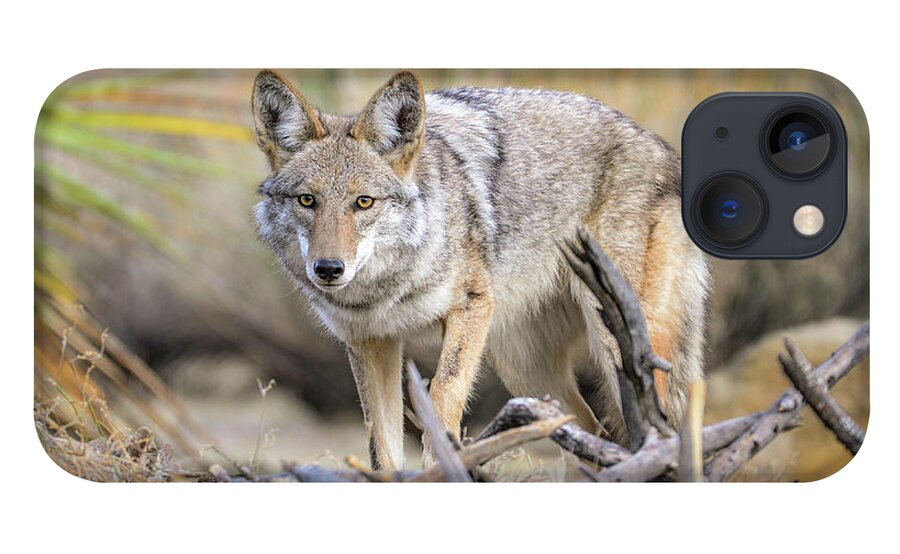 Coyote iPhone 13 Case featuring the photograph Coyote Watch by Lisa Manifold
