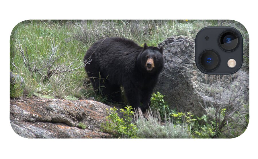 Black Bear iPhone 13 Case featuring the photograph Curious Black Bear by Frank Madia
