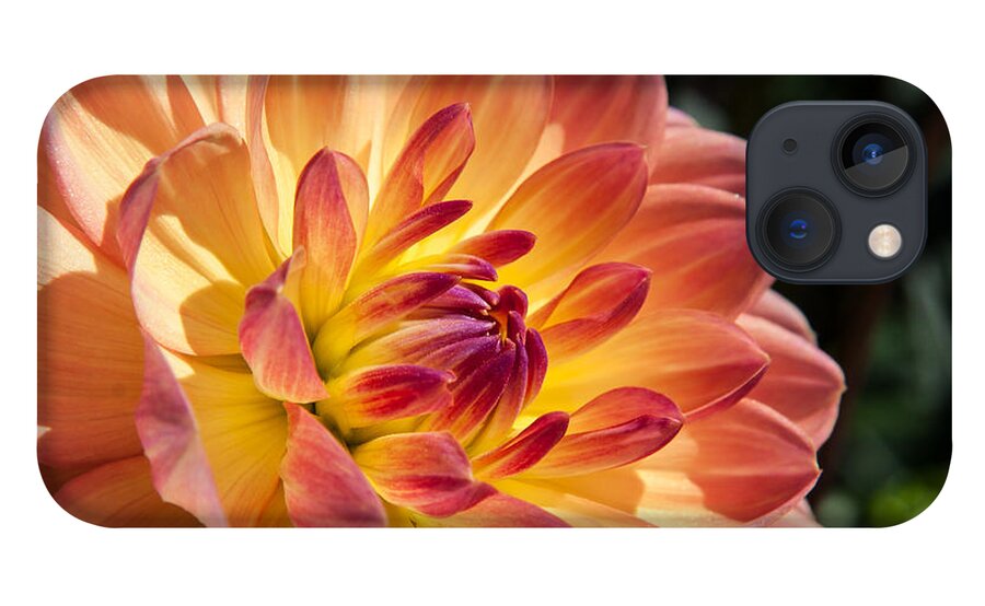 Longwood Gardens iPhone 13 Case featuring the photograph Dahlias by Jennifer Ludlum