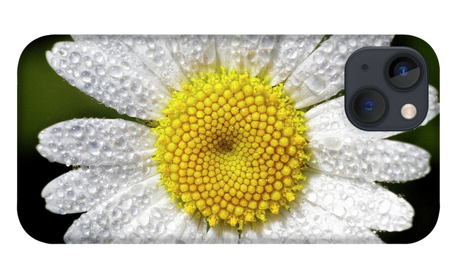 Kansas iPhone 13 Case featuring the photograph Daisy and Dew by Rob Graham