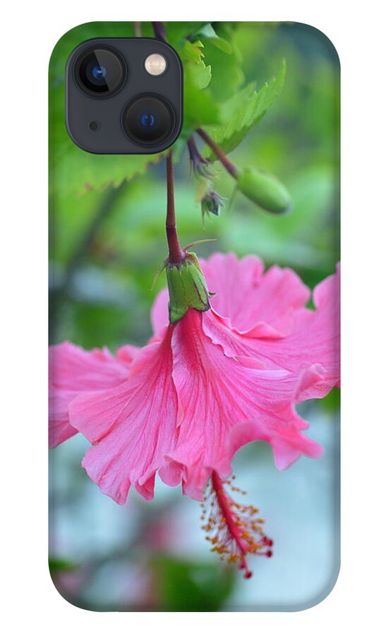 Flower iPhone 13 Case featuring the photograph Dancing Lady Pink Hibiscus by Amy Fose