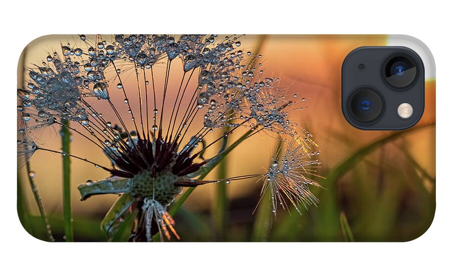 Dandelion iPhone 13 Case featuring the photograph Dandelion Sunset 2 by Brad Boland