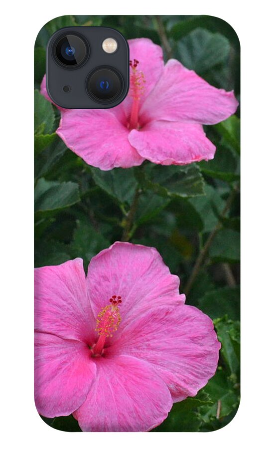 Flower iPhone 13 Case featuring the photograph Dark Pink Hibiscus Duo by Amy Fose