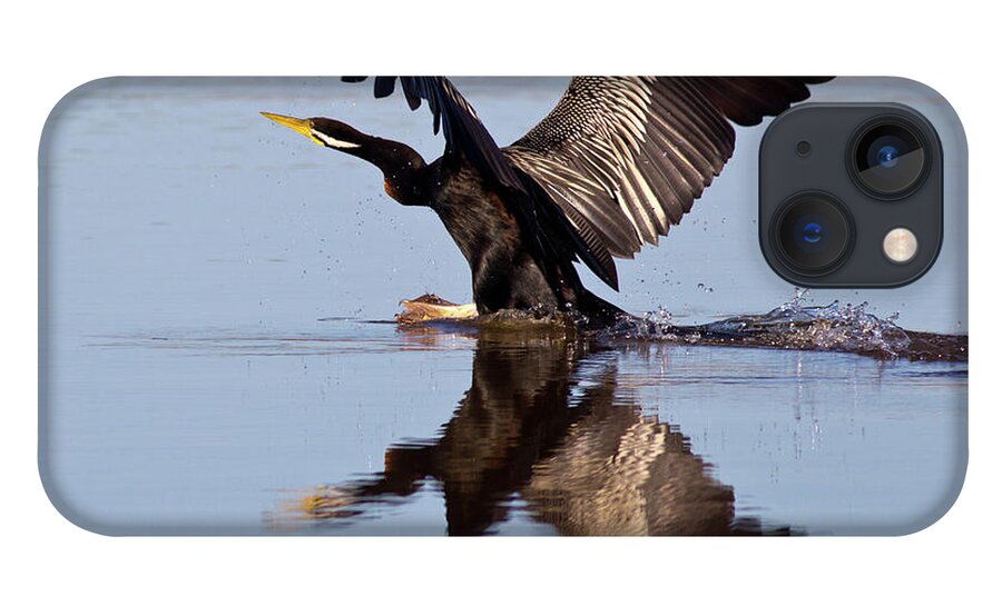 Bird Landing On Water Darter River Murray Flying Reflection Reflections Wing Span iPhone 13 Case featuring the photograph Darter Landing by Bill Robinson