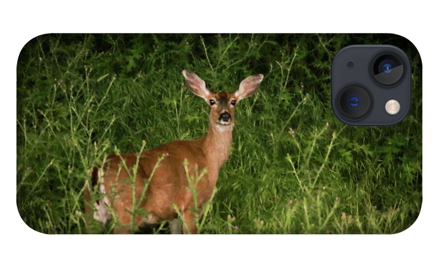 Doe iPhone 13 Case featuring the photograph Doe by Dr Janine Williams