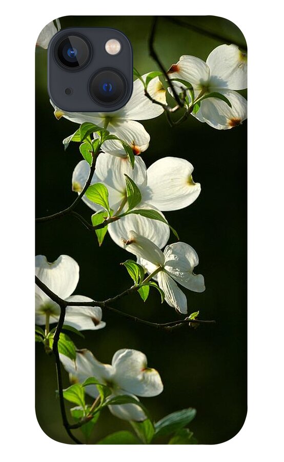 Dogwood Flowers iPhone 13 Case featuring the photograph Dogwood Retrospective by Michael Dougherty
