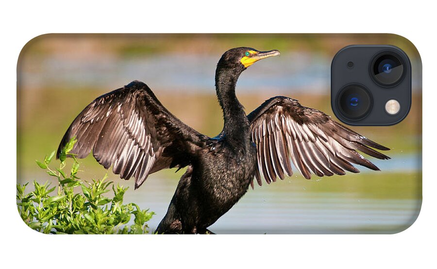 Wildlife iPhone 13 Case featuring the photograph Double-Crested Cormorant by Gary Lengyel