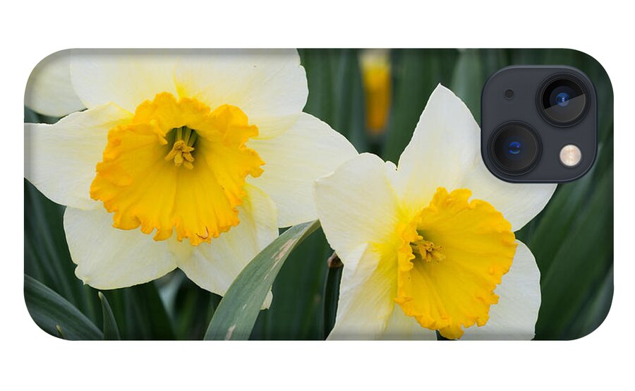 Daffodils iPhone 13 Case featuring the photograph Double Daffodils by Holden The Moment