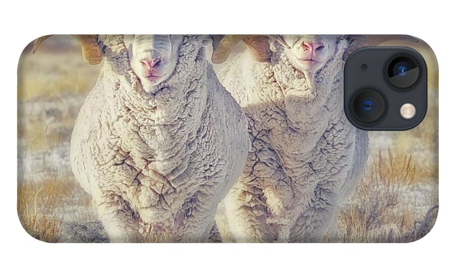 Sheep iPhone 13 Case featuring the photograph Double the Ram Power by Amanda Smith