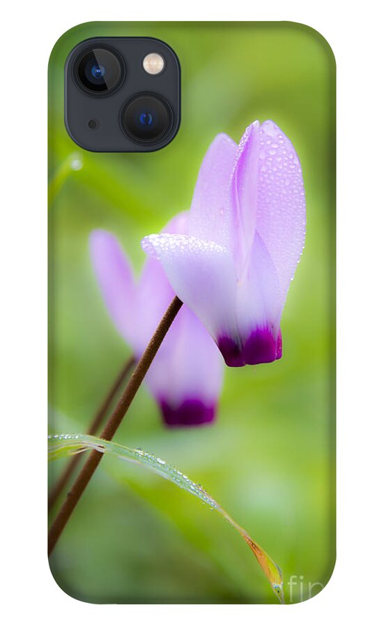 Purple iPhone 13 Case featuring the photograph Dream on purple dew drops by Arik Baltinester