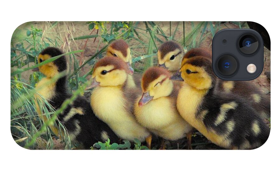 Nature iPhone 13 Case featuring the photograph Ducklings by Kae Cheatham