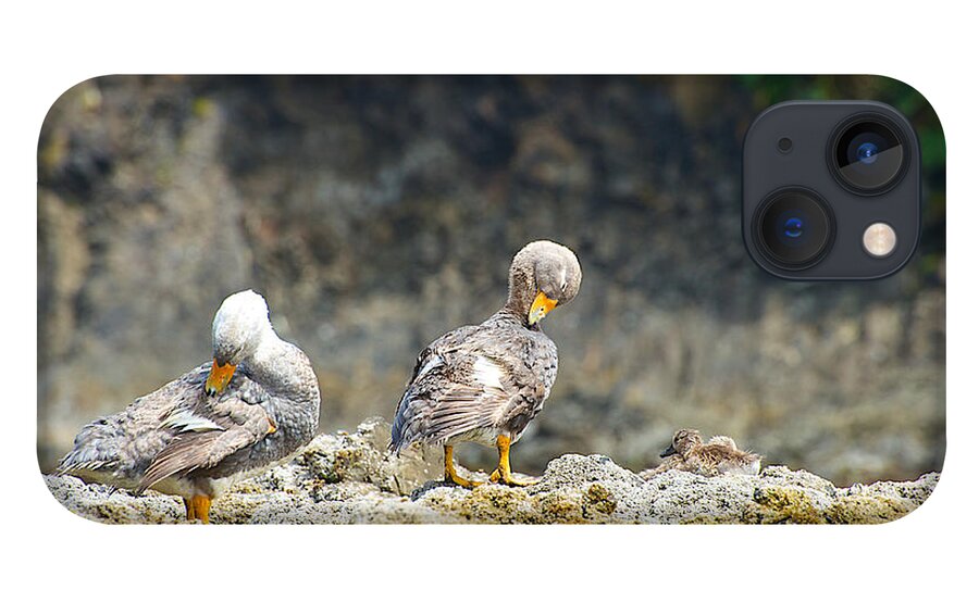 Photograph iPhone 13 Case featuring the photograph Ducks on a Rock by Richard Gehlbach