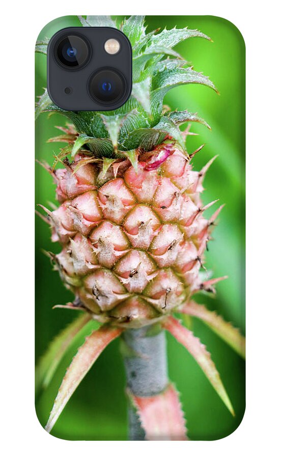 Pineapple iPhone 13 Case featuring the photograph Dwarf Pineapple II by Mary Anne Delgado